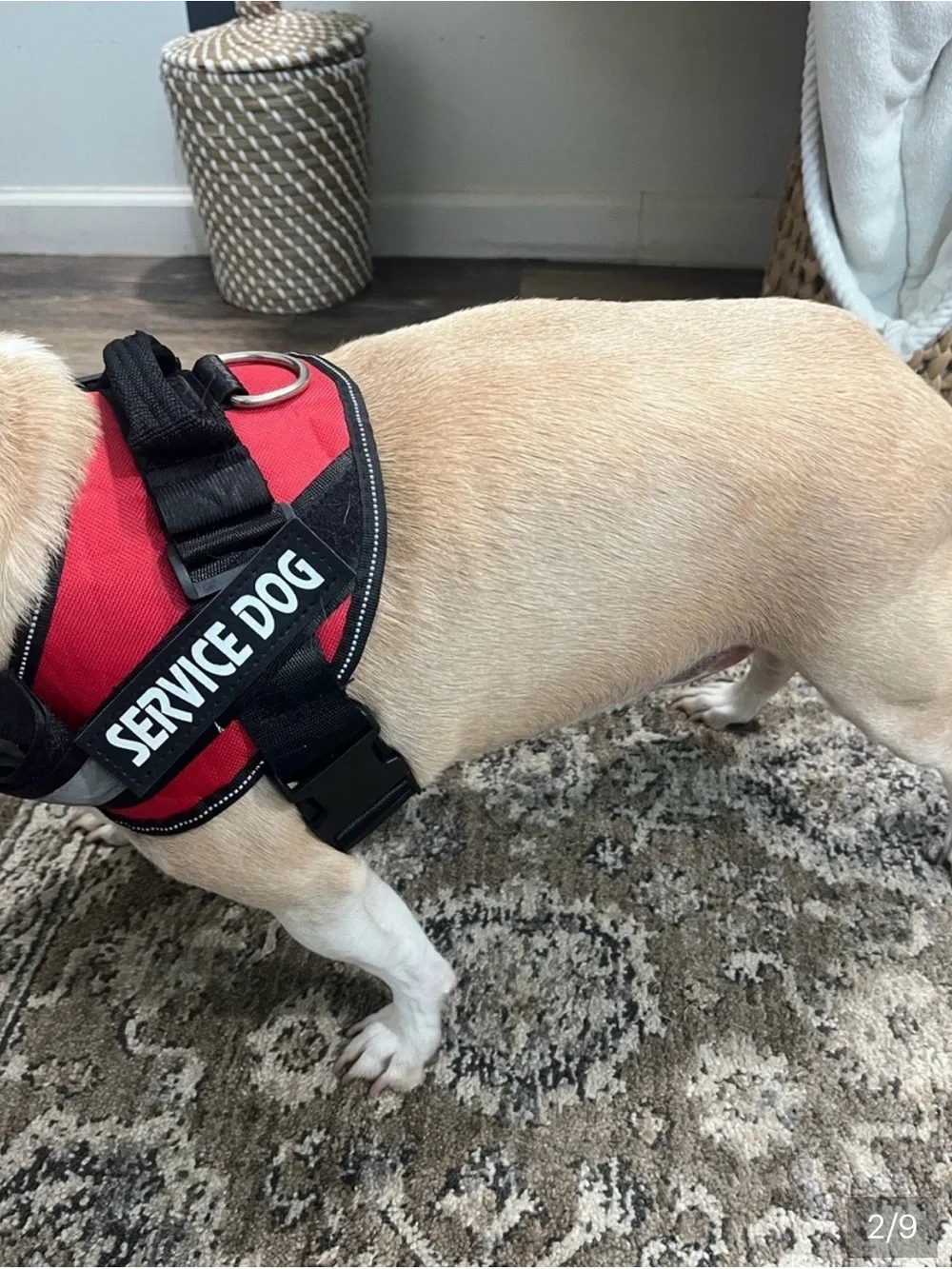 Service dog harness sz Med 25-30 lbs  Excellent condition